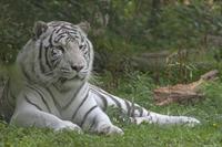 Cjp_2011_08_02_090805 (1).jpg